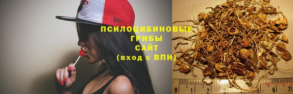 шишки Кедровый