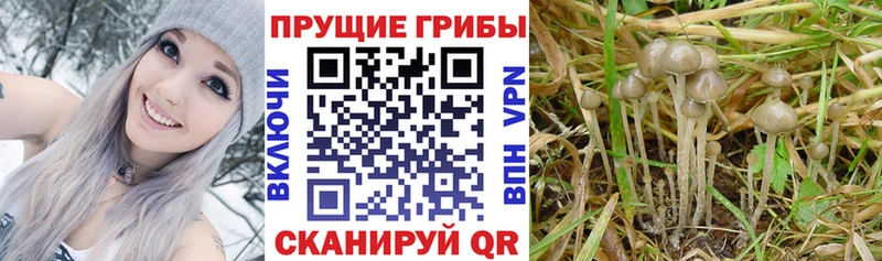 купить наркотики цена  Макаров  Галлюциногенные грибы ЛСД 